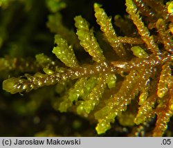 Palustriella commutata (źródliskowiec zmienny)