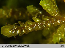 Palustriella commutata (źródliskowiec zmienny)