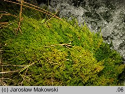 Palustriella commutata (źródliskowiec zmienny)