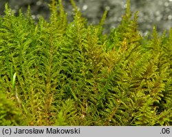 Palustriella commutata (źródliskowiec zmienny)