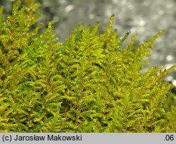 Palustriella commutata (źródliskowiec zmienny)