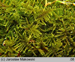 Cratoneuron filicinum (żebrowiec paprociowaty)