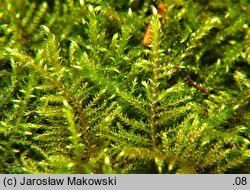 Cratoneuron filicinum (żebrowiec paprociowaty)