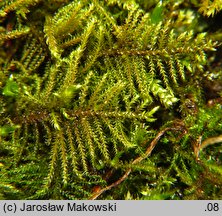 Cratoneuron filicinum (żebrowiec paprociowaty)