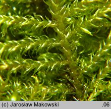 Cratoneuron filicinum (żebrowiec paprociowaty)