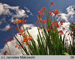 Crocosmia ×crocosmiiflora (krokosmia ogrodowa)