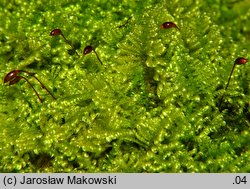 Ctenidium molluscum (grzebieniowiec piórkowaty)