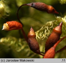 Ctenidium molluscum (grzebieniowiec piórkowaty)