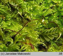 Ctenidium molluscum (grzebieniowiec piórkowaty)