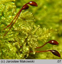 Ctenidium molluscum (grzebieniowiec piórkowaty)