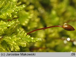 Ctenidium molluscum (grzebieniowiec piórkowaty)