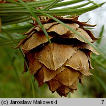 Cunninghamia lanceolata (kaningamia chińska)