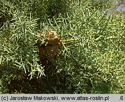 Cupressus arizonica (cyprys arizoński)