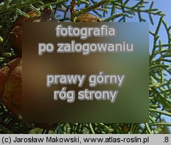 Cupressus arizonica (cyprys arizoński)