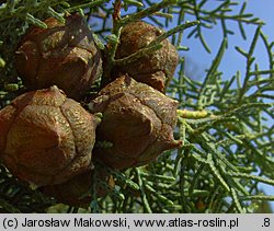 Cupressus arizonica (cyprys arizoński)