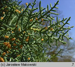 Cupressus arizonica (cyprys arizoński)