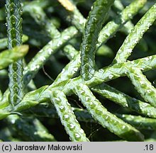 Cupressus arizonica (cyprys arizoński)