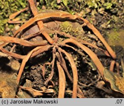 Cyclamen coum (cyklamen dyskowaty)