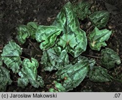 Cyclamen hederifolium (cyklamen bluszczolistny)