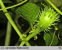 Cyclanthera brachystachya (cyklantera strzelająca)