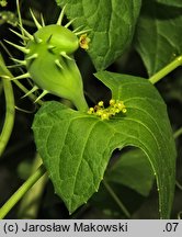 Cyclanthera brachystachya (cyklantera strzelająca)