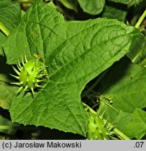 Cyclanthera brachystachya (cyklantera strzelająca)