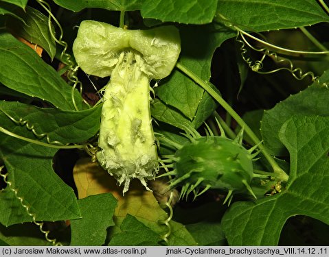 Cyclanthera brachystachya (cyklantera strzelająca)