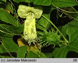 Cyclanthera brachystachya (cyklantera strzelająca)