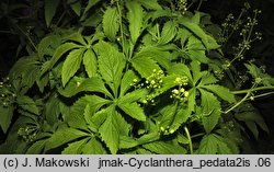 Cyclanthera pedata (cyklantera stopowa)