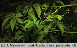 Cyclanthera pedata (cyklantera stopowa)