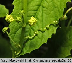 Cyclanthera pedata (cyklantera stopowa)