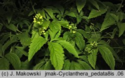 Cyclanthera pedata (cyklantera stopowa)