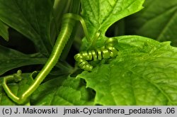 Cyclanthera pedata (cyklantera stopowa)