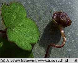 Cymbalaria muralis (cymbalaria bluszczykowata)