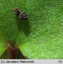 Cymbalaria muralis (cymbalaria bluszczykowata)