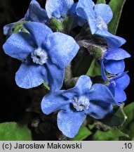 Cynoglossum amabile (ostrzeń powabny)