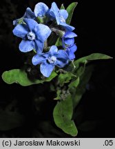 Cynoglossum amabile (ostrzeń powabny)