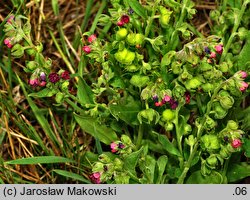 Cynoglossum officinale (ostrzeń pospolity)