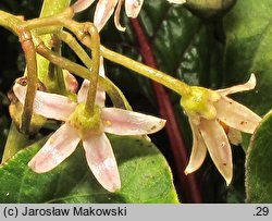 Solanum betaceum (cyfomandra grubolistna)