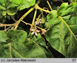 Solanum betaceum (cyfomandra grubolistna)