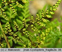 Cystopteris fragilis (paprotnica krucha)