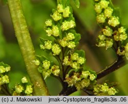 Cystopteris fragilis (paprotnica krucha)