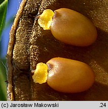 Sarothamnus scoparius (żarnowiec miotlasty)