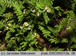 Ornithopus perpusillus (seradela drobna)