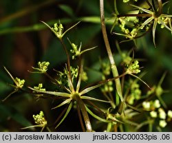 Falcaria vulgaris (sierpnica pospolita)