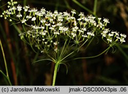 Falcaria vulgaris (sierpnica pospolita)