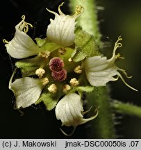 Tellima grandiflora (telima wielkokwiatowa)