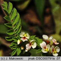 Ornithopus perpusillus (seradela drobna)