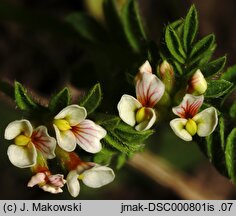 Ornithopus perpusillus (seradela drobna)