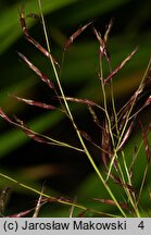 Hakonechloa macra (hakenochloa smukła)